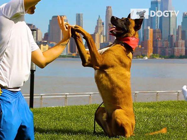 DOGTV - Lifetime Subscription 1