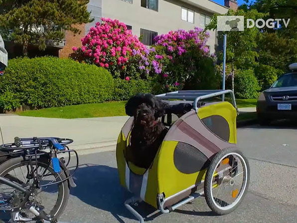 DOGTV - Lifetime Subscription 2