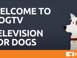 52% off DOGTV: A Lifetime Subscription – Technology Created For Dogs – Scientifically Designed Scenes & Sounds