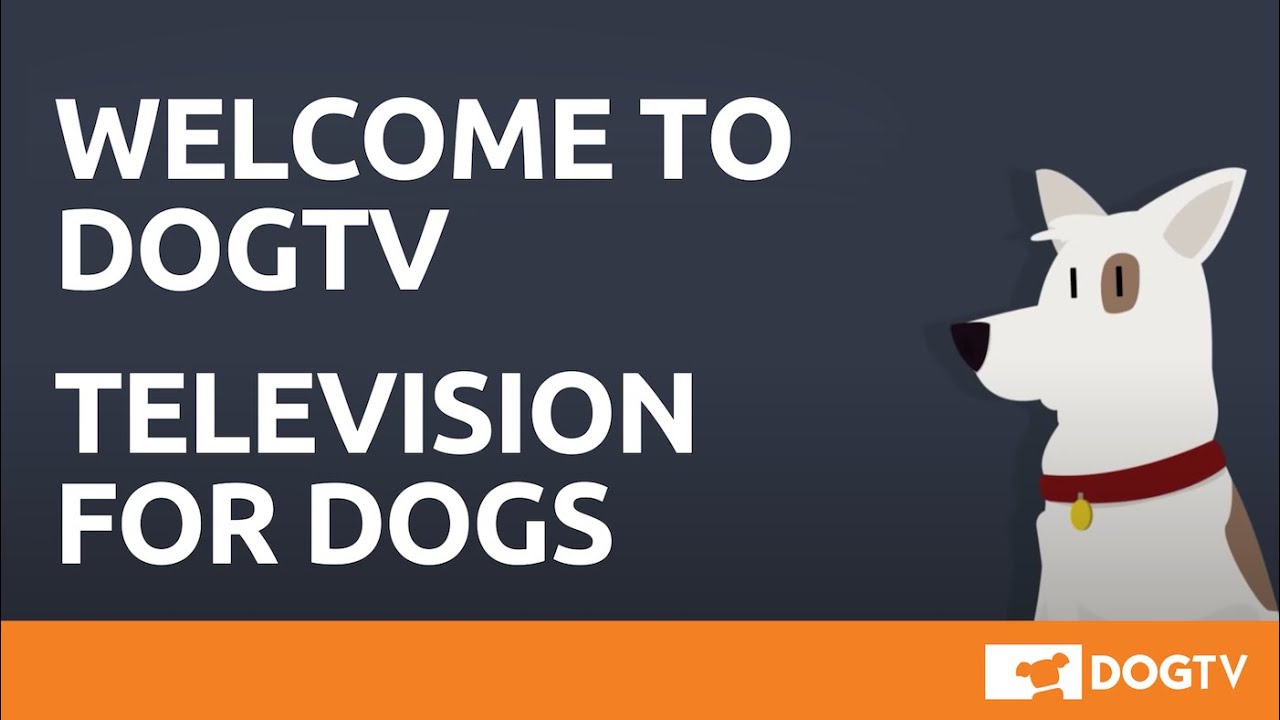 dog tv